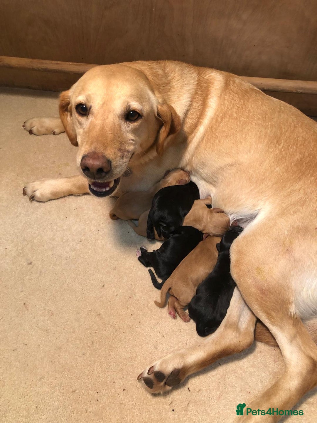 Mixed Breed dogs for sale: Sprockerdor puppies for sale - Image 9