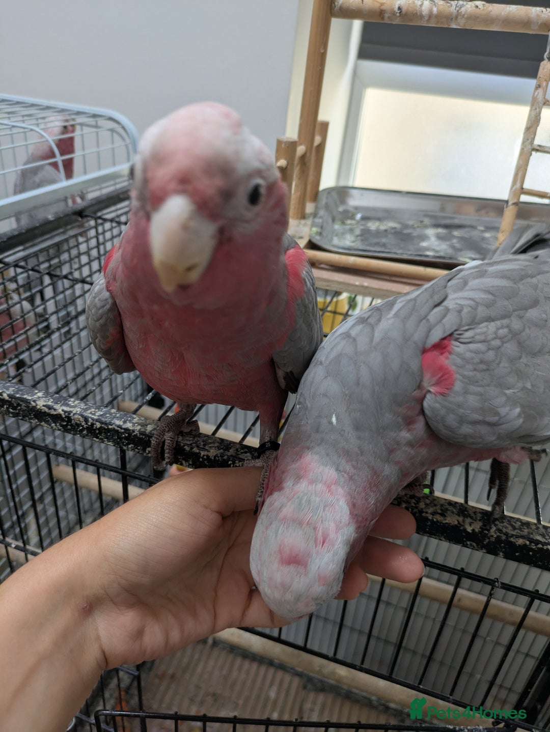 Cockatoo birds for sale: Galah cockatoos boy&girl available silly tamed - Image 6