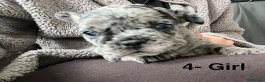 French Bulldog 4
