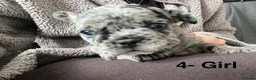 French Bulldog dogs for sale: Beautiful merle French bulldogs. - Advert 20