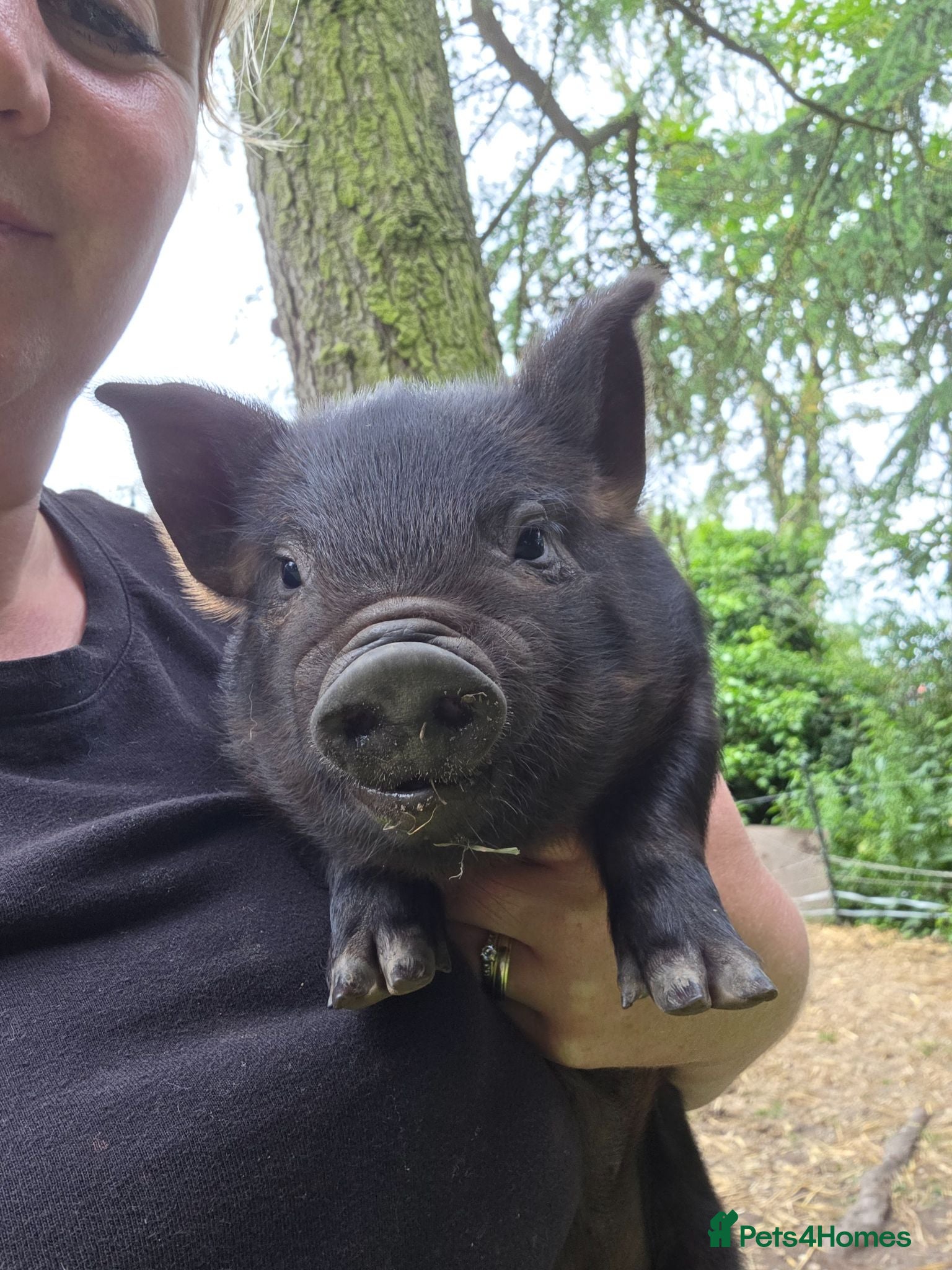 Pig livestock READY NOW kune kune black piglets lincolnshire - Advert 2