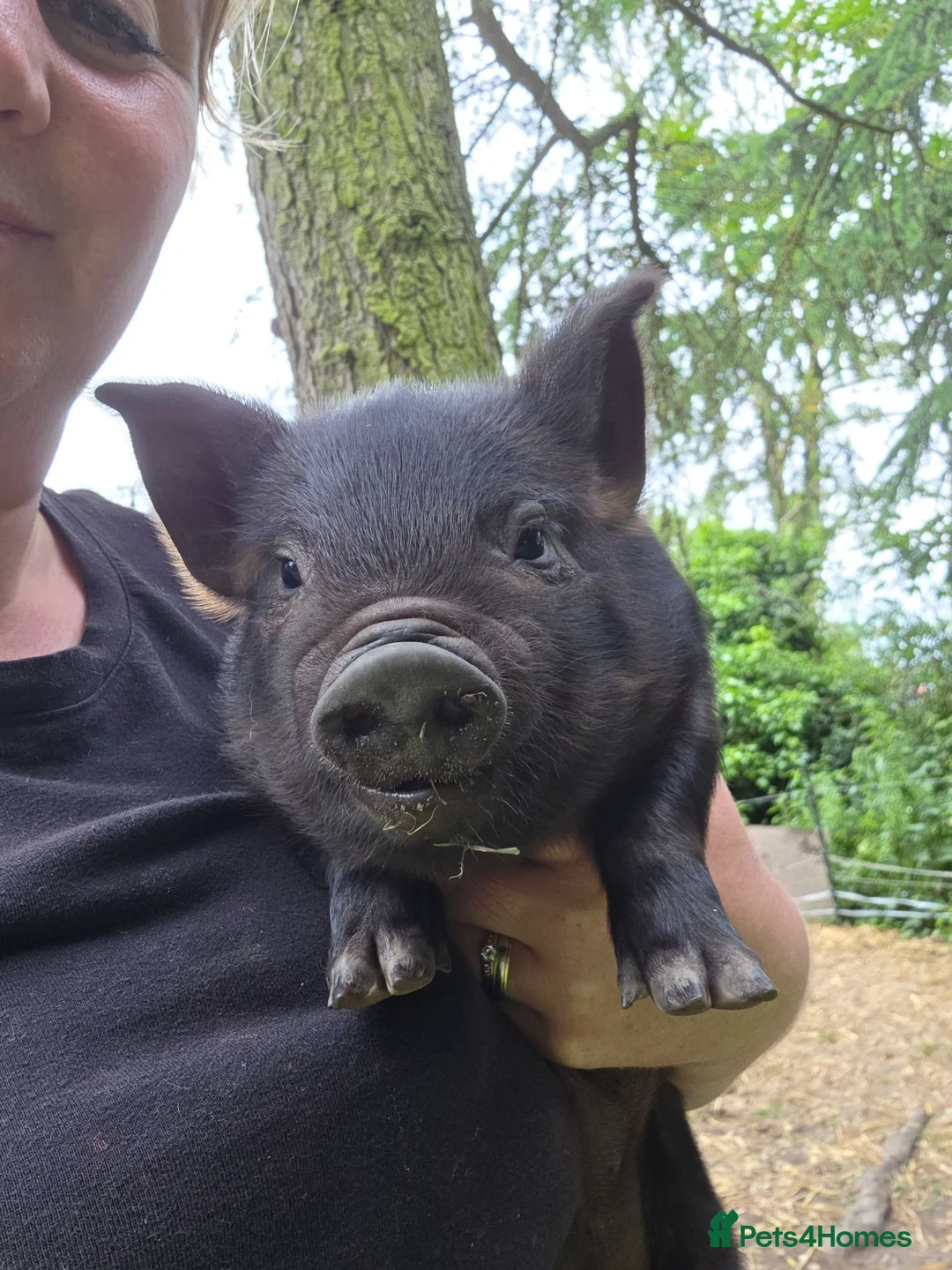 Pig livestock for sale: READY NOW kune kune black piglets lincolnshire - Advert 2