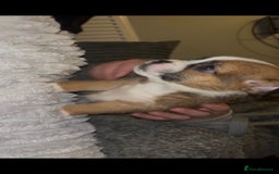 Mixed Breed dogs for sale: Very adorable Shih tzu for sale , 2 boys and 1girl - Advert 3