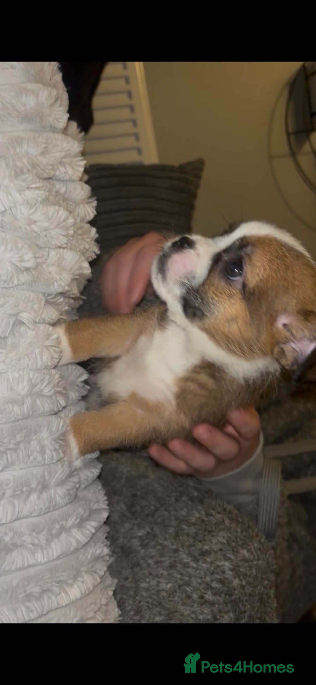 Mixed Breed dogs for sale: Very adorable Shih tzu for sale , 2 boys and 1girl - Advert 3