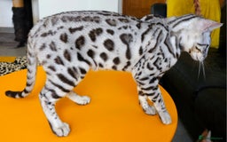 Bengal cats for sale: Exceptional Silver Rosetted Boy Available  - Advert 16