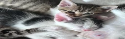 Bengal cats for sale: Two Tabby’s girls to go together preferably  in Doncaster - Advert 3