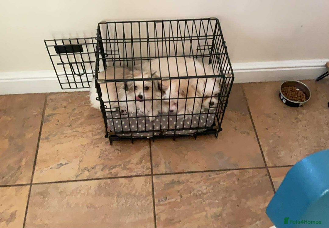 Mixed Breed dogs for sale: Malti-Pom Puppies - £1200 - 3 Left - Advert 31