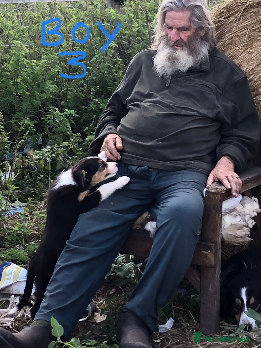 Border Collie dogs for sale: Traditional rough coated Border collie pups - Image 17