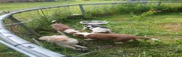 Border Collie dogs for sale: Border collie pups for sale in Bishop Auckland - Advert 33