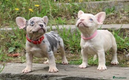 French Bulldog dogs for sale: Stunning blue & lilac merle READY for new homes 🏡 - Image 5