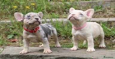 French Bulldog dogs - Advert 12
