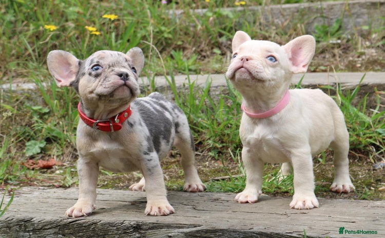 French Bulldog dogs - Advert 7