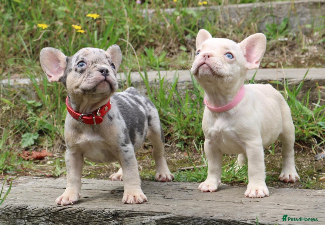 French Bulldog dogs for sale: Stunning blue & lilac merle READY for new homes 🏡 - Image 5