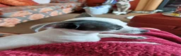 Chiweenie dogs for sale: Beautiful little boy chihuahua cross dauchound  - Advert 4