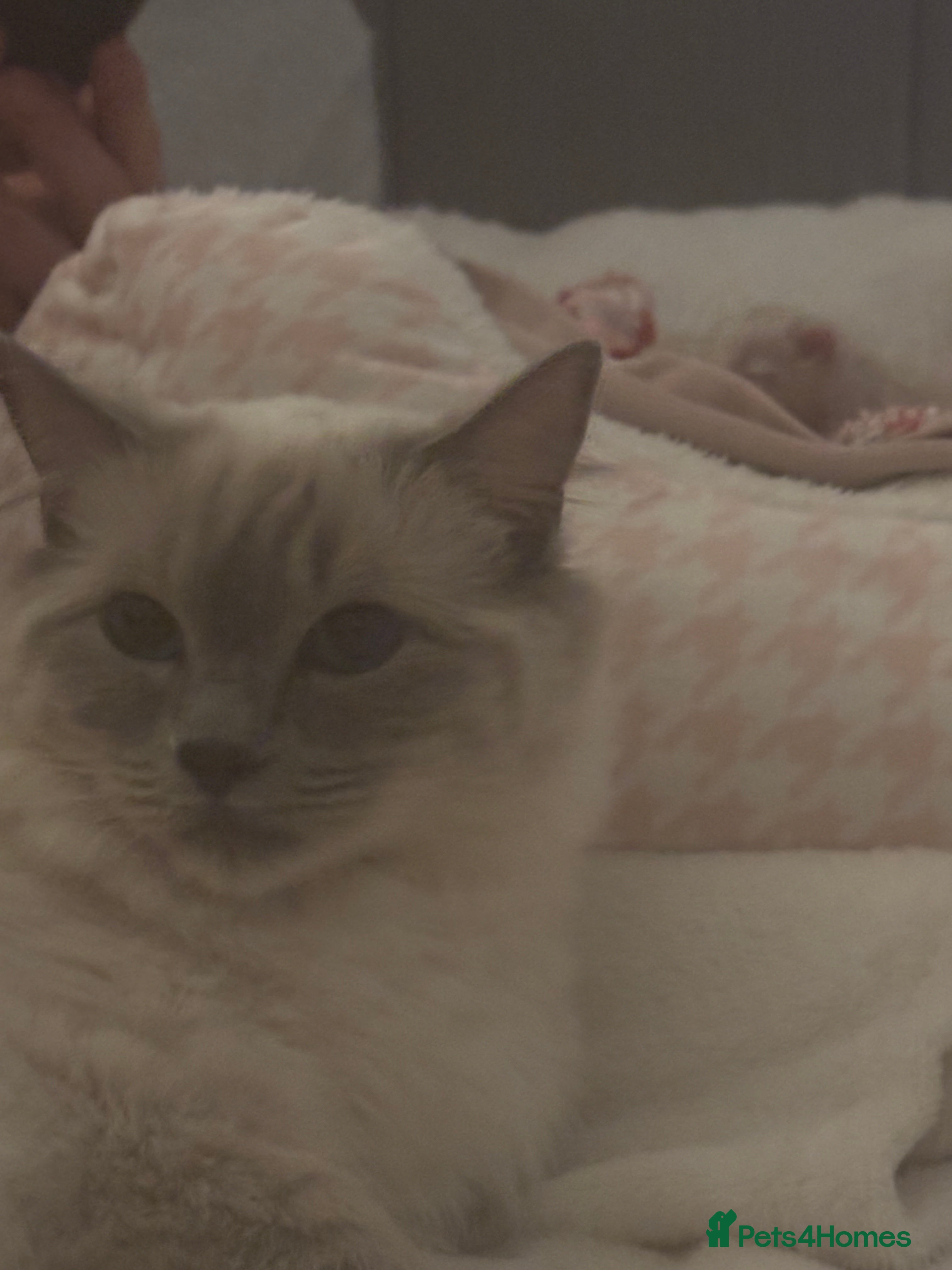 Ragdoll cats Ragdoll kittens  - Advert 5