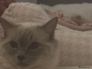 Ragdoll cats Ragdoll kittens - Advert 5