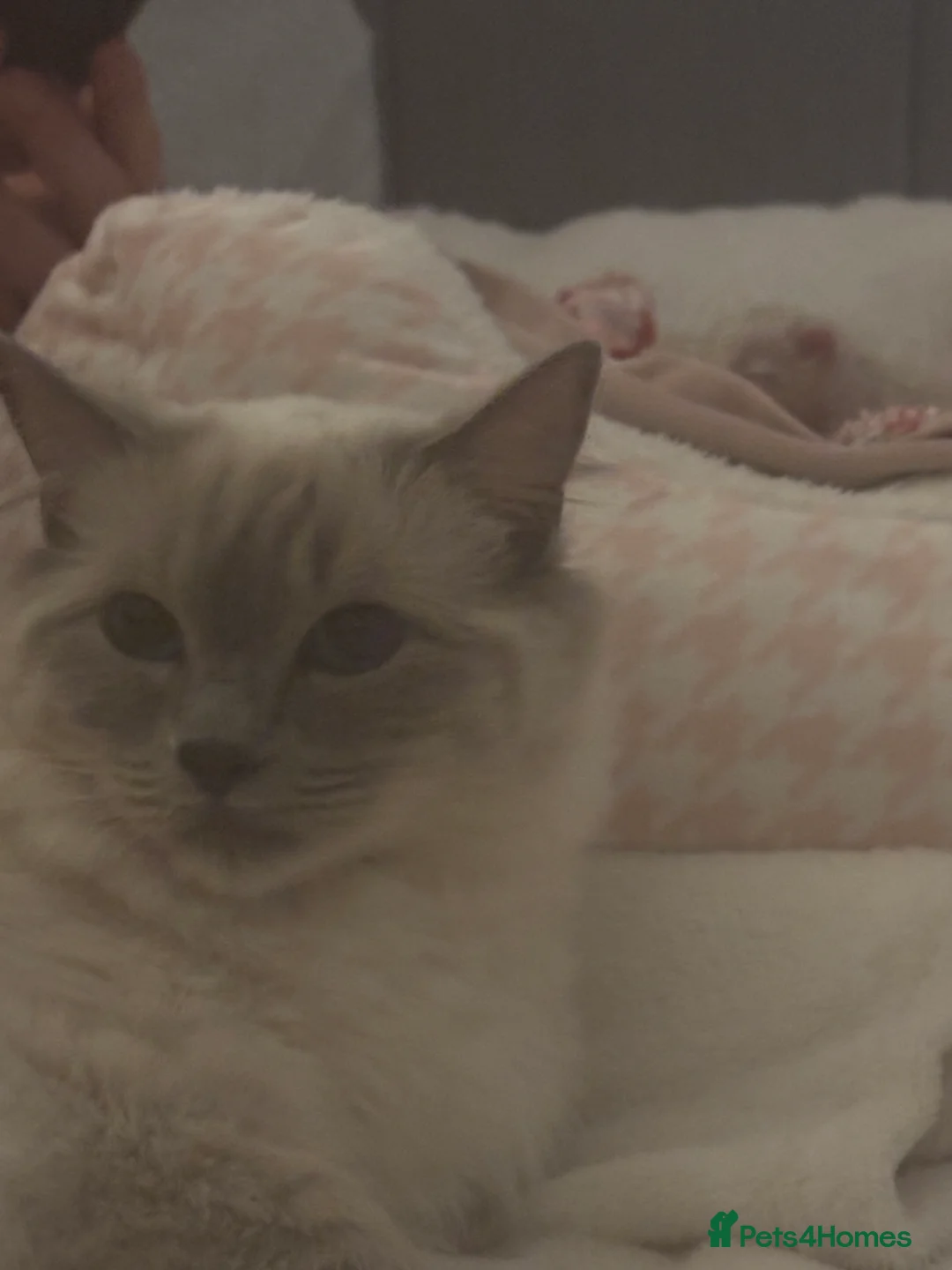 Ragdoll cats for sale: Ragdoll kittens  - Advert 1