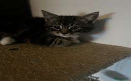 Domestic Shorthair cats for sale: Two gorgeous male kittens £100 each both £150 - Advert 5