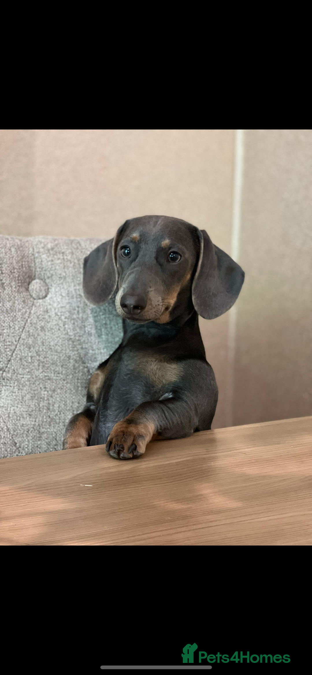 Miniature Dachshund dogs for sale: Pregnancy confirmed - Advert 1