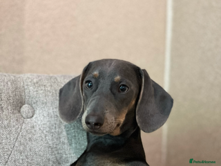 Miniature Dachshund dogs Pregnancy confirmed - Advert 5