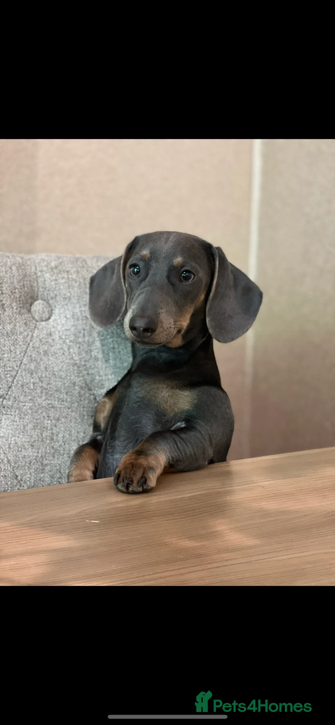 Miniature Dachshund dogs for sale: Pregnancy confirmed - Advert 1