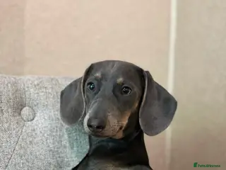 Miniature Dachshund dogs Pregnancy confirmed - Advert 6