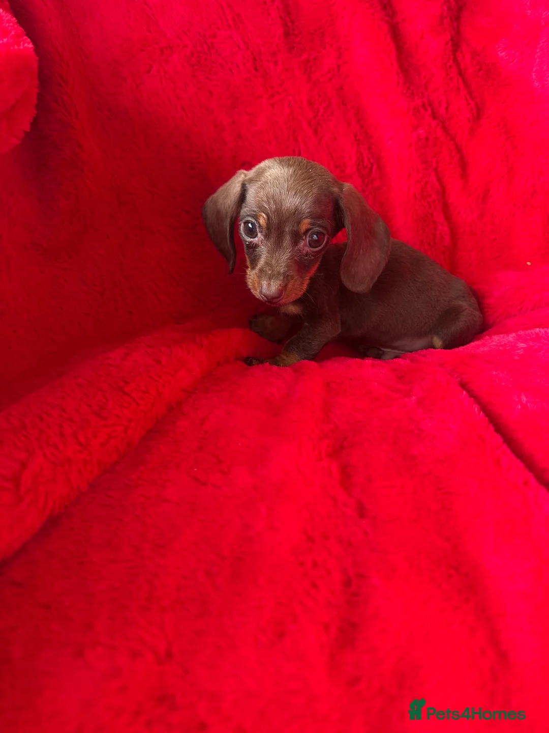 Miniature Dachshund dogs for sale: 2 GORGEOUS MINIATURE DACHSHUND PUPPIES FOR SALE  - Advert 6