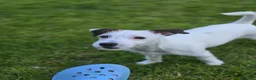 Mixed Breed dogs for sale: Jack russell/parson russell for sale in Cumnock - Advert 5