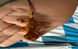 Gecko reptiles for sale: 2x baby crested gecko and full bioactive setup - Image 10