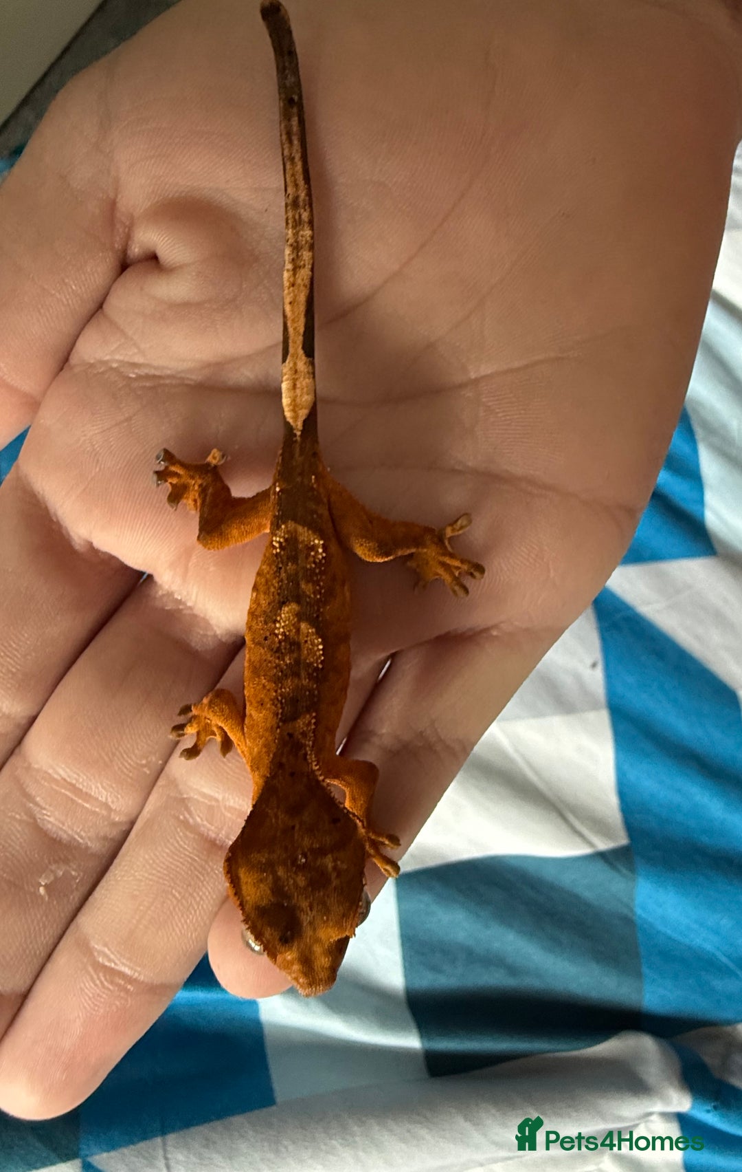 Gecko reptiles for sale: 2x baby crested gecko and full bioactive setup - Image 10