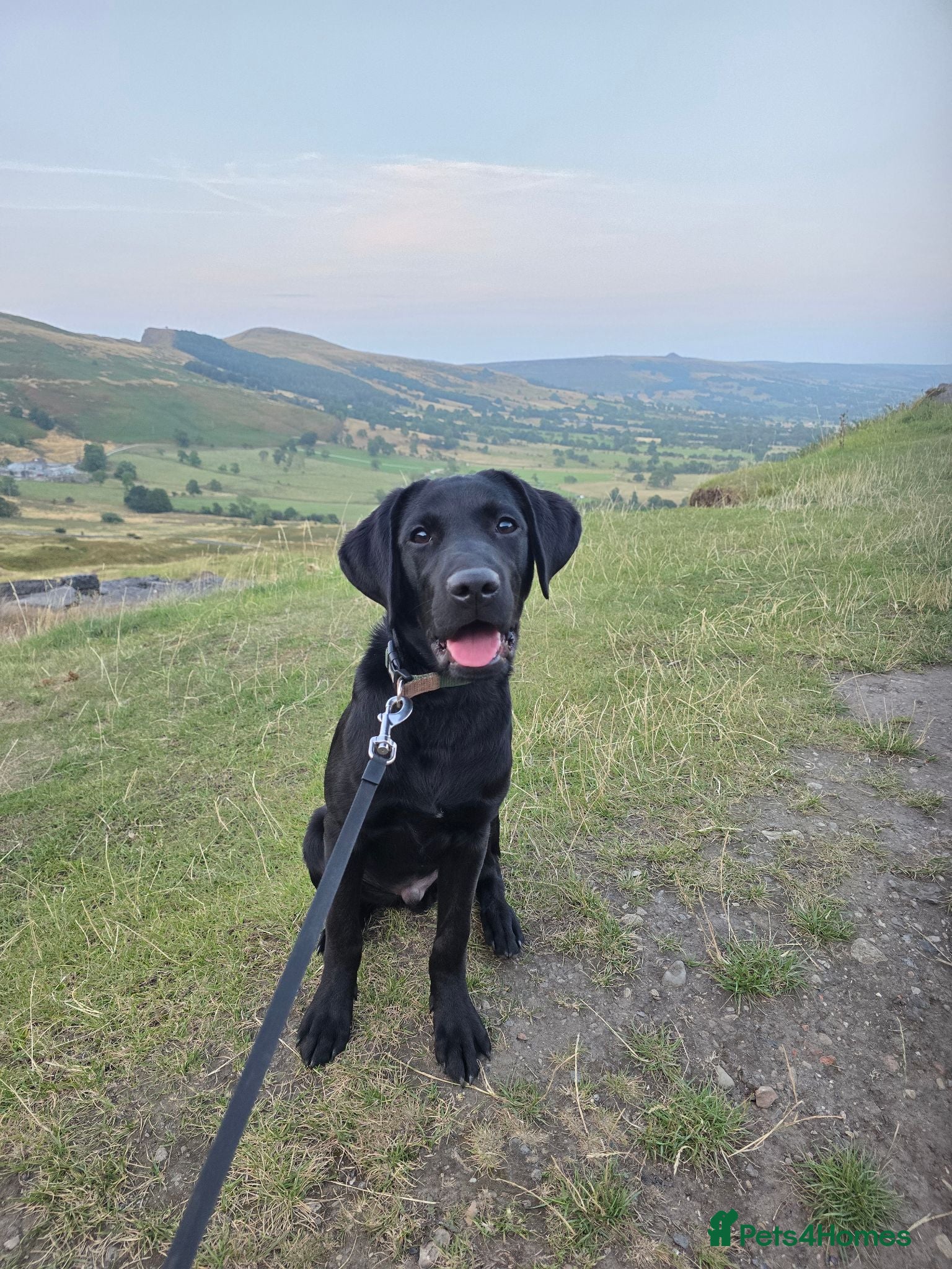 Labrador Retriever dogs Black Labrador Puppy (M) - Advert 14