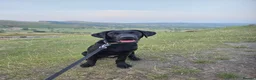 Labrador Retriever dogs for sale: Black Labrador Puppy (M) in Hope Valley - Advert 1