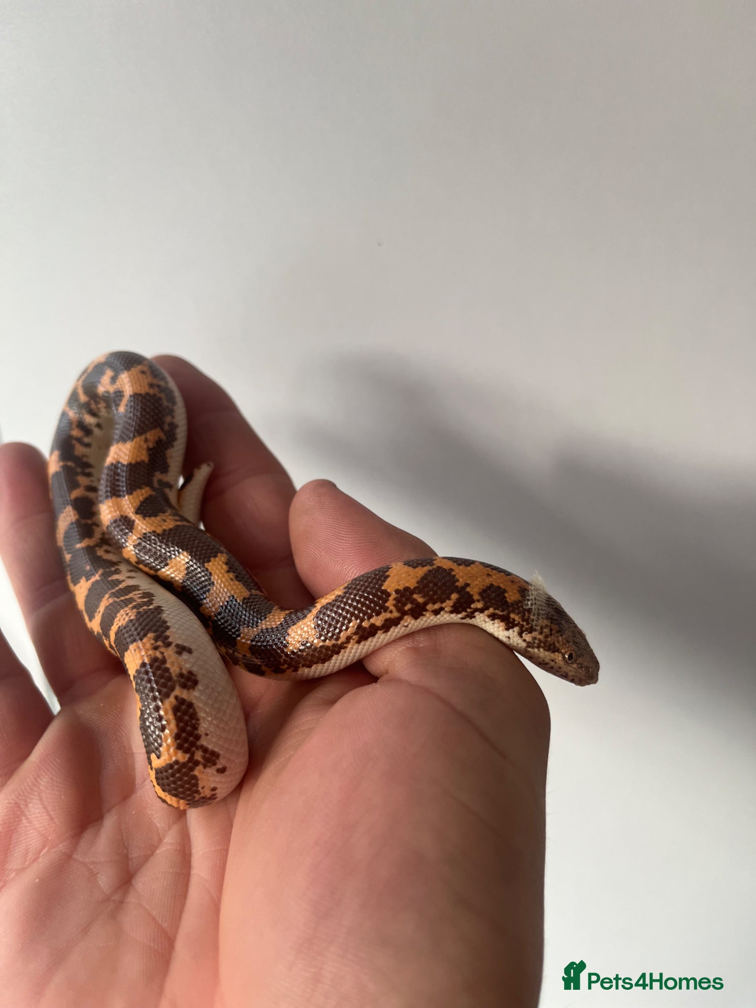 Boa Snake reptiles Sand boa for sale - Advert 3