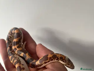 Boa Snake reptiles Sand boa for sale - Advert 3