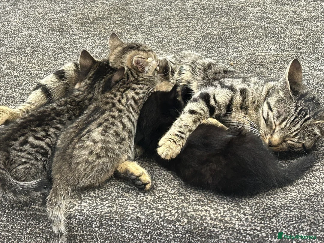 British Shorthair cats for sale: 3 kittens  in Newcastle upon Tyne - Advert 7