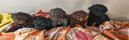 Poodle dogs for stud: Merle black & silver poodle for stud only .  in Lincoln - Advert 11