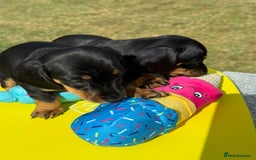 Miniature Dachshund dogs for sale: Miniature daschund puppies - Image 14