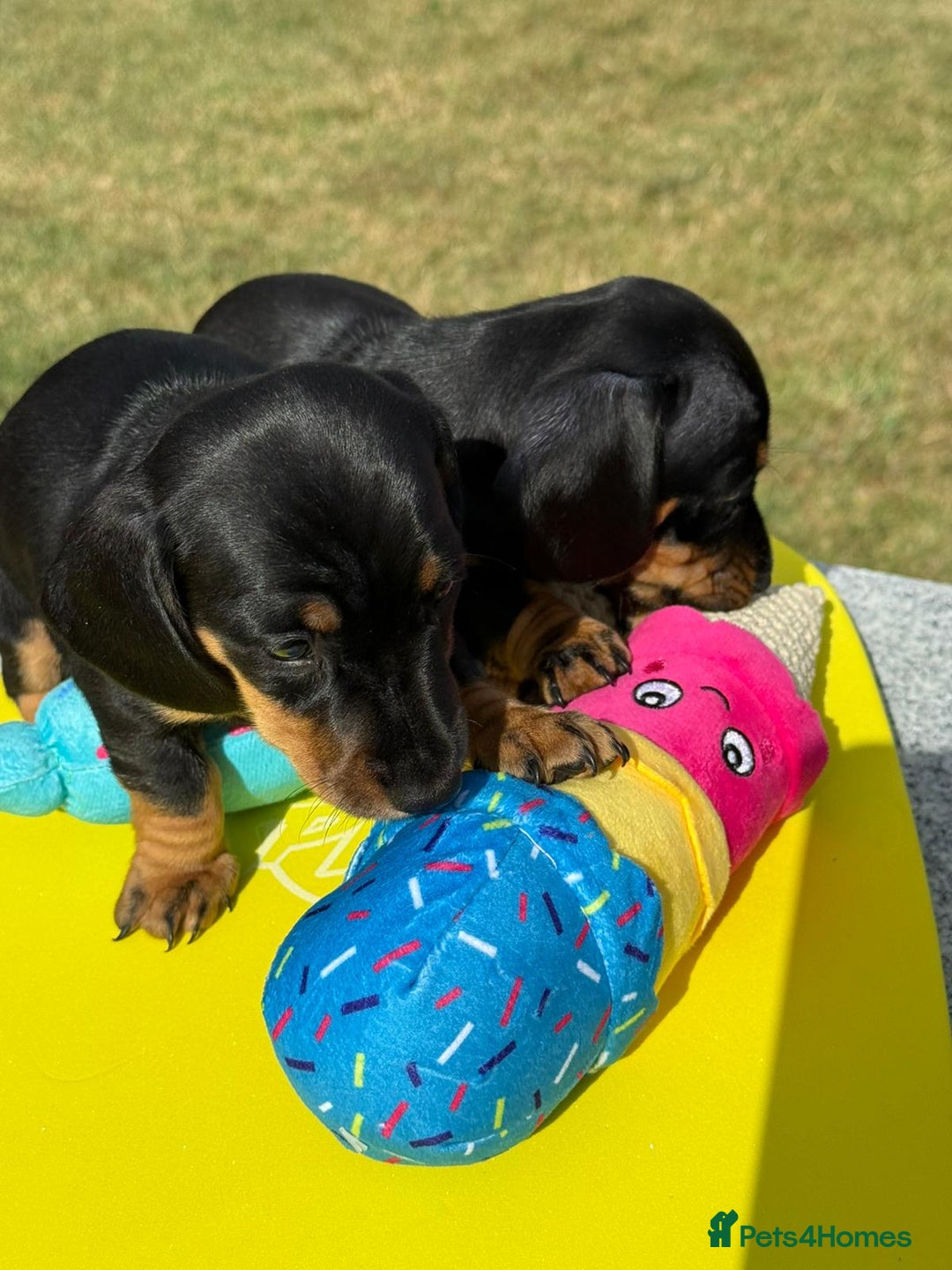 Miniature Dachshund dogs for sale: Miniature daschund puppies - Image 14