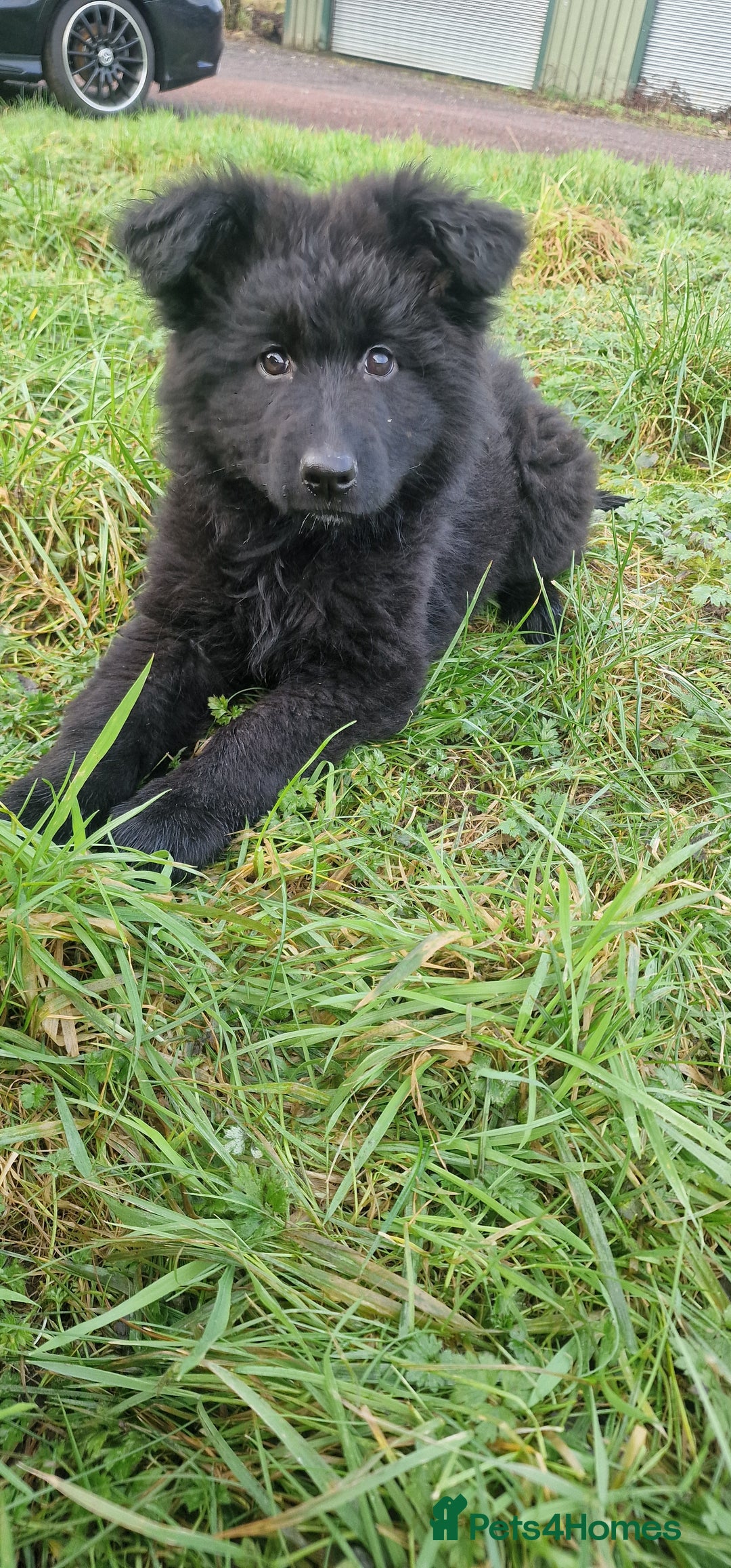 German Shepherd dogs for sale: German Shepherd pups  - Advert 7