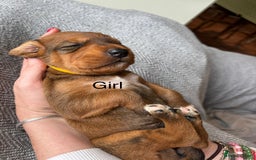 Mixed Breed dogs for sale: lurcher x Vizsla  - Image 6