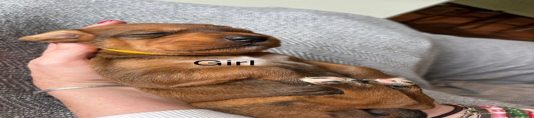 Mixed Breed Puppy 6