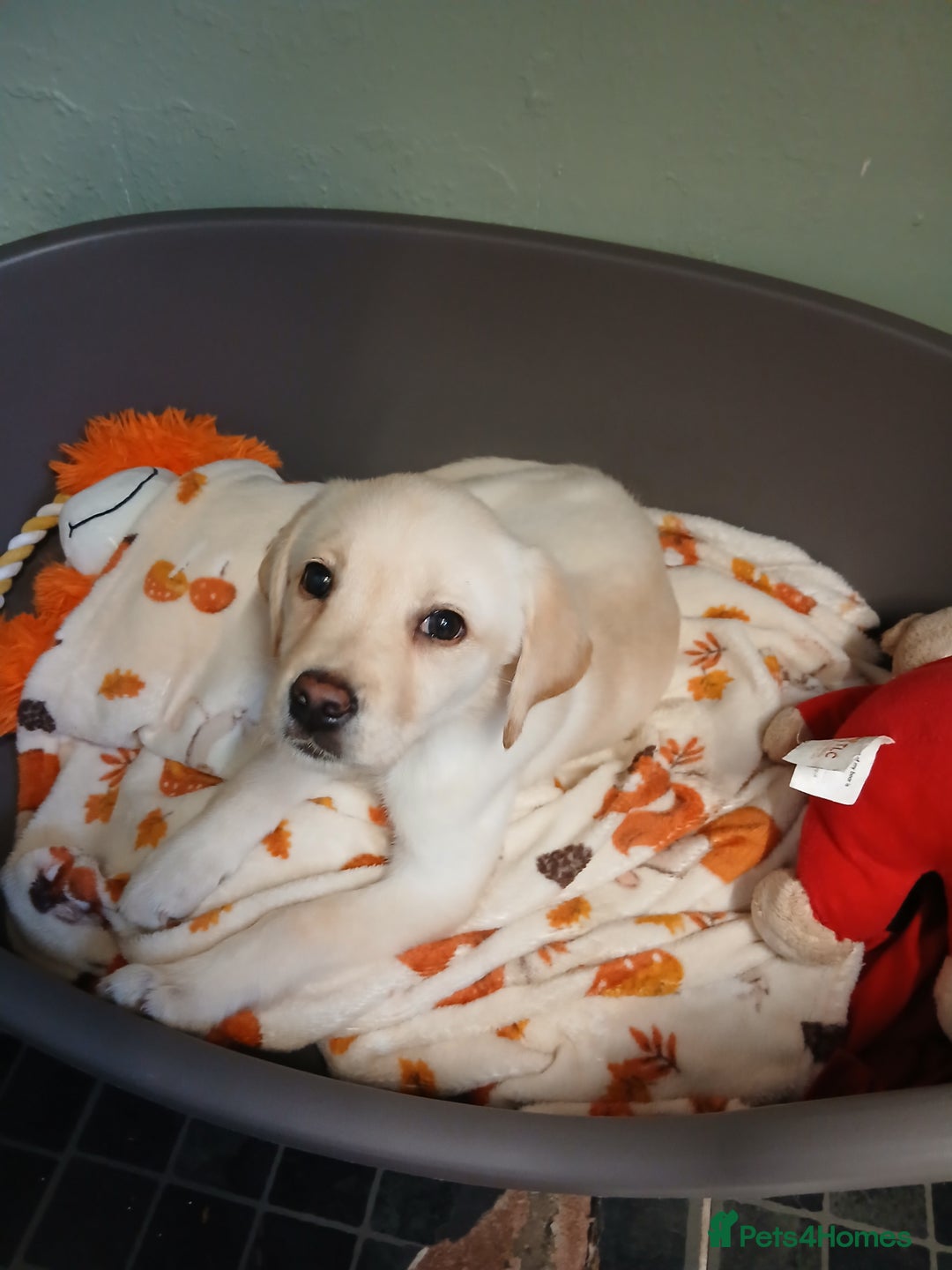 Labrador Retriever dogs for sale: 14 week labador  - Image 4