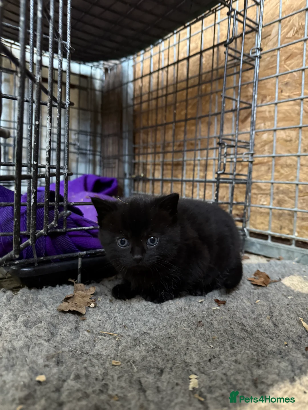 Mixed Breed cats for sale: 2 Beautiful Kittens ready to go for half term - Advert 3