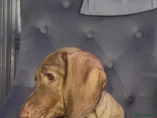 Dachshund dogs Small standard Dashound - Advert 15