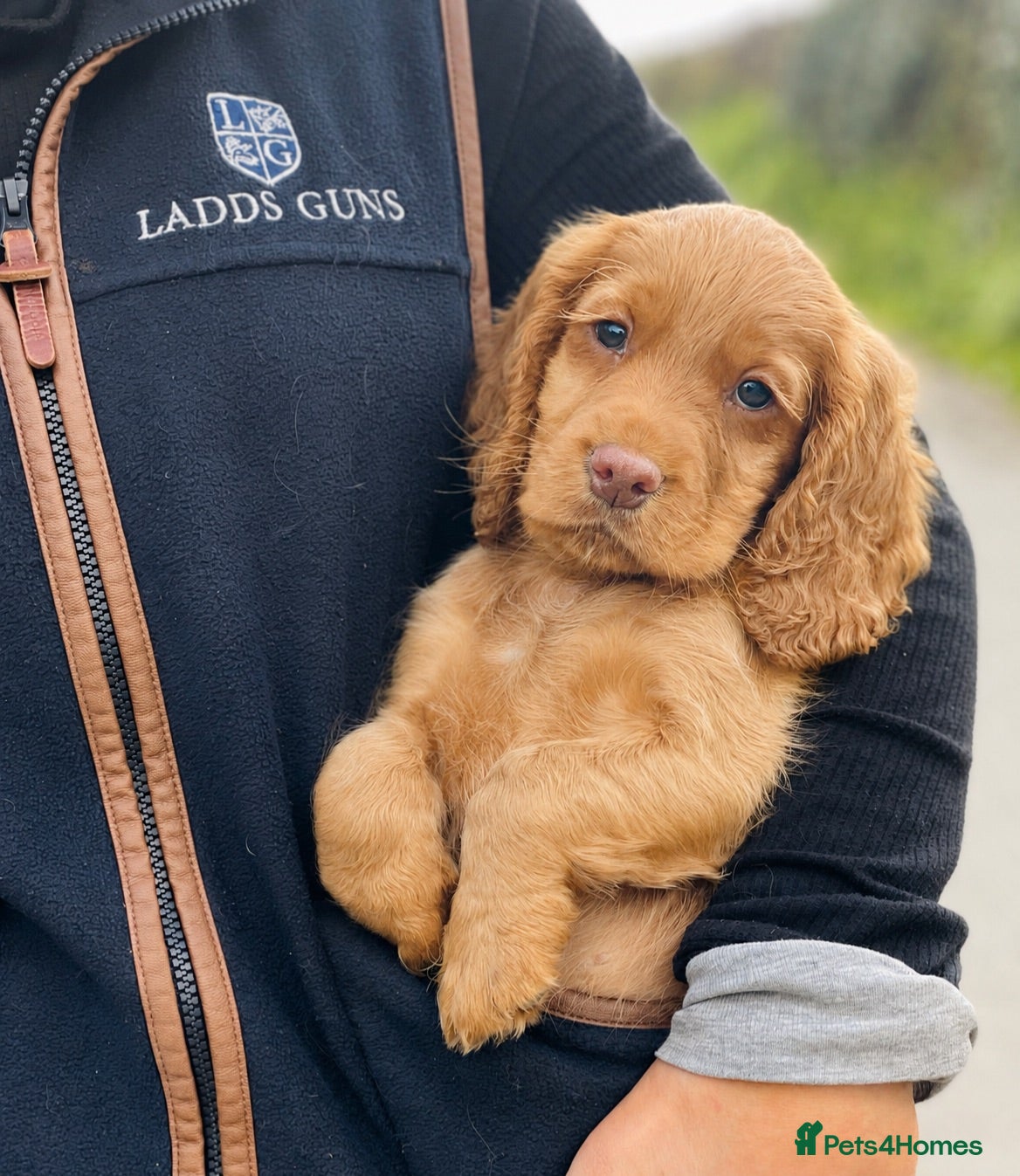 Cocker Spaniel dogs Ready to Leave, Golden Boy  - Advert 1