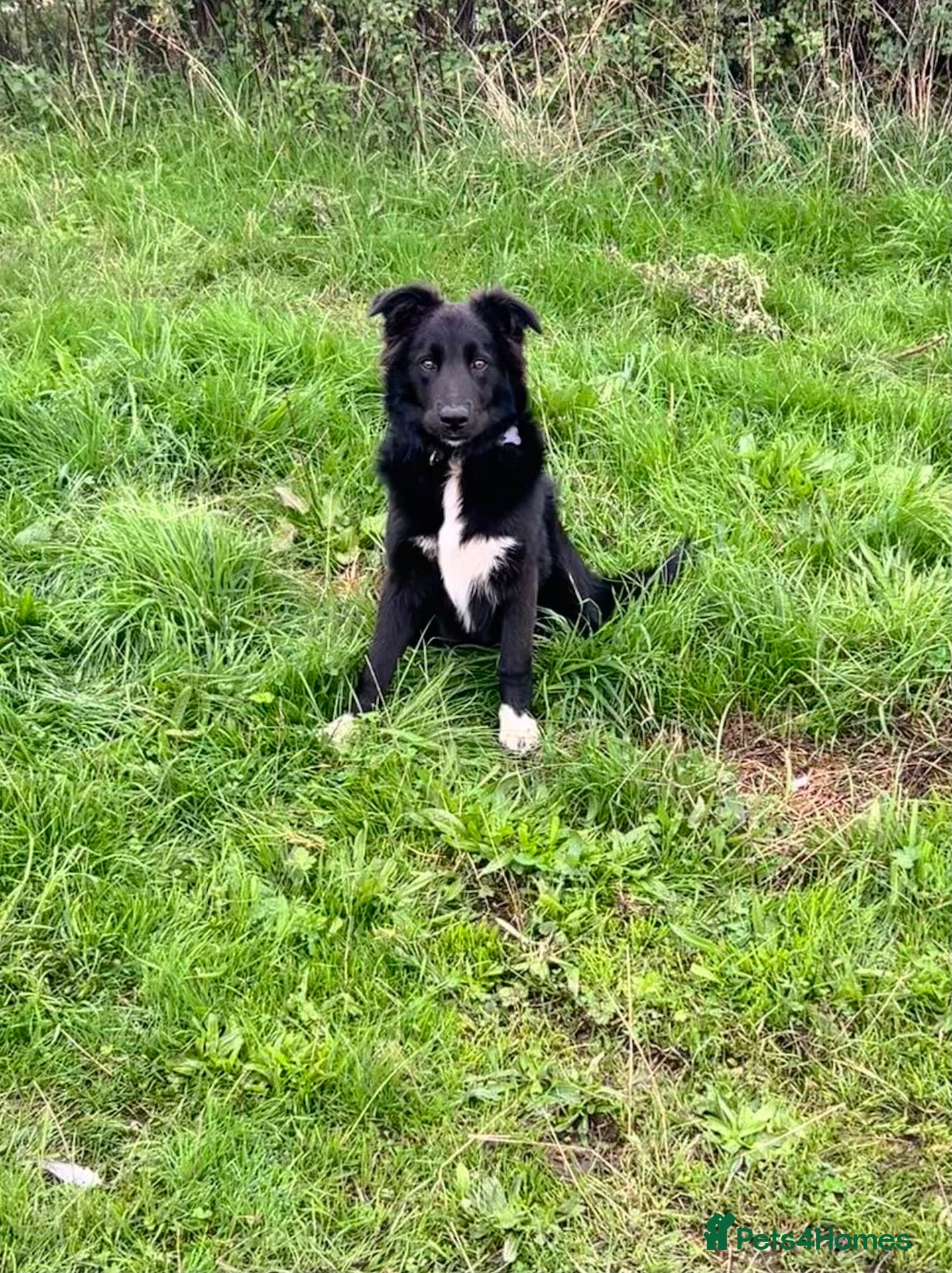 Border Collie dogs for sale: Border collie  - Advert 1