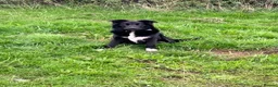 Border Collie dogs for sale: Border collie  in Stoke-on-Trent - Advert 1