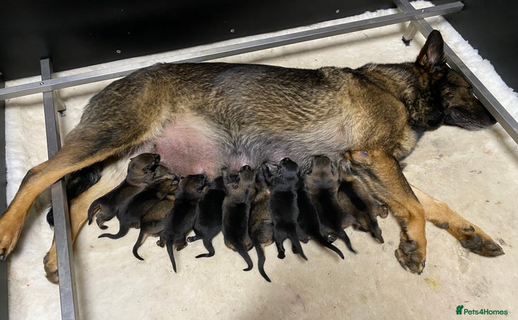 German Shepherd dogs - Advert 1
