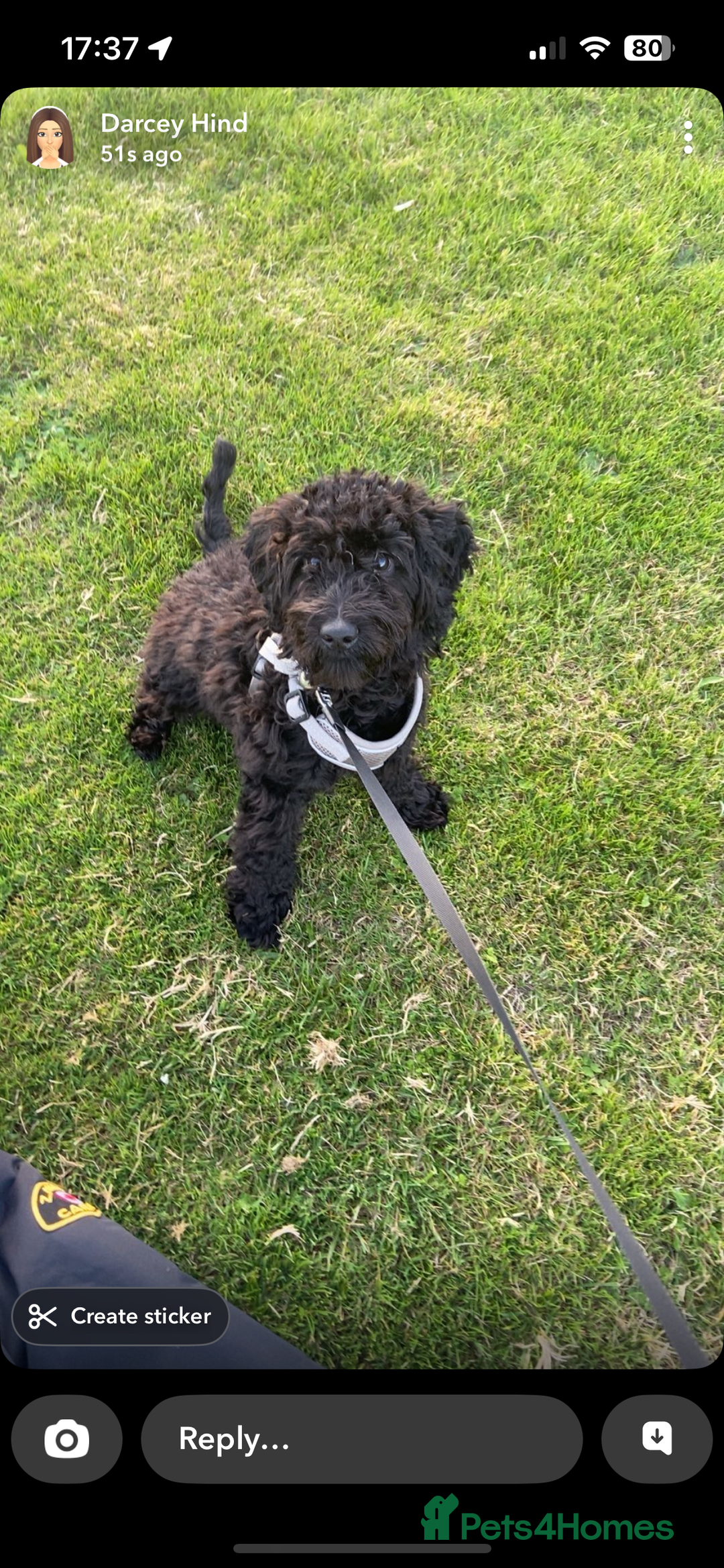 Cockapoo dogs for sale: 6 month old F1 cockapoo for sale - Image 1