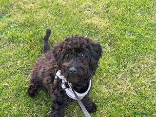 Cockapoo dogs - Advert 32